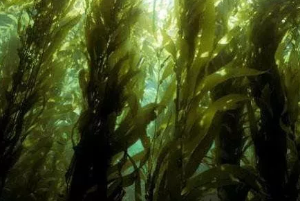 海藻有机肥的8大好处