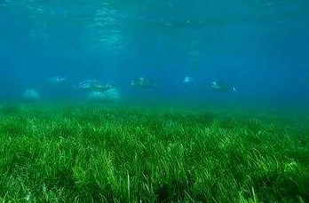 海藻肥的起源与发展