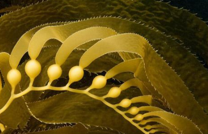 海藻肥知识大科普啥子是海藻肥