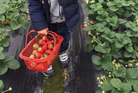 种植草莓，只有做好保花保果这一步骤的工作