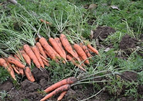 盛沃丰地下膨大之后的效果种植胡萝卜就是这么好
